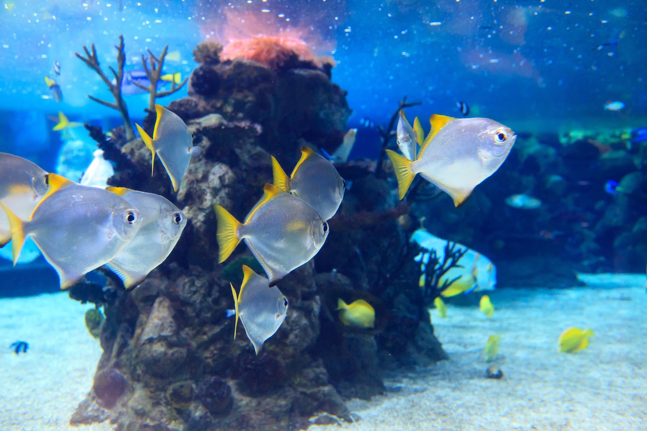 The Effects of Climate Change on Coral Reefs